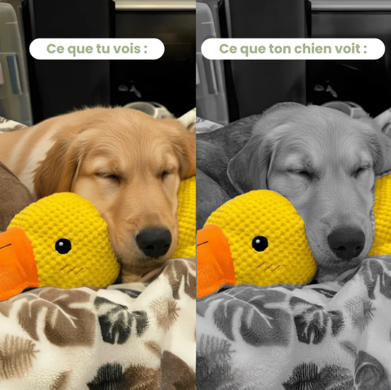 ZenDuck™ - Anatra antistress